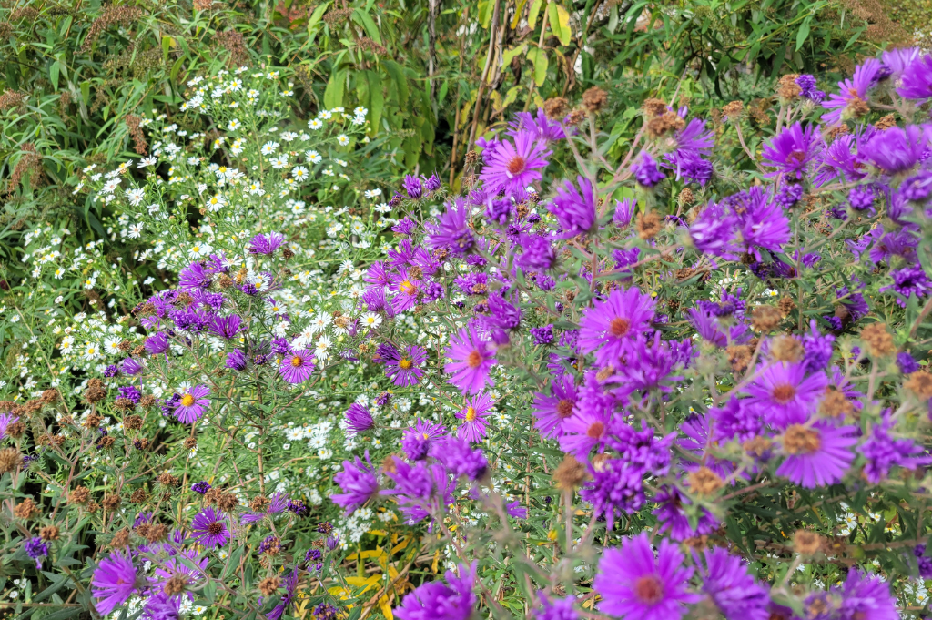 Purple and White Flowers