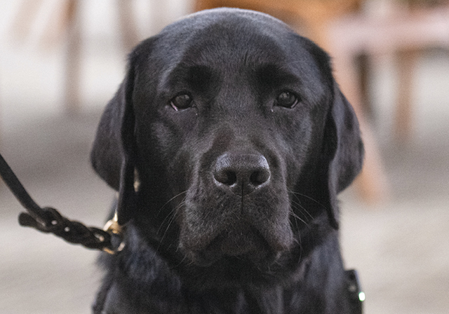 Black Laborador Service Dog